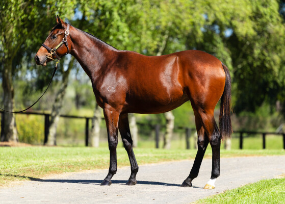 Lot 119: Acrobat / Eyre