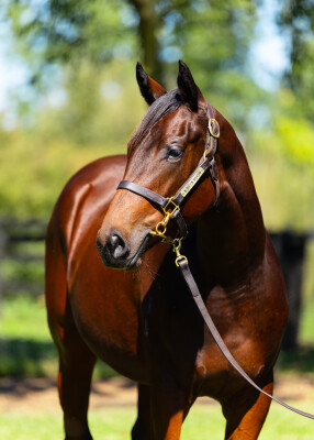 Lot 119: Acrobat / Eyre