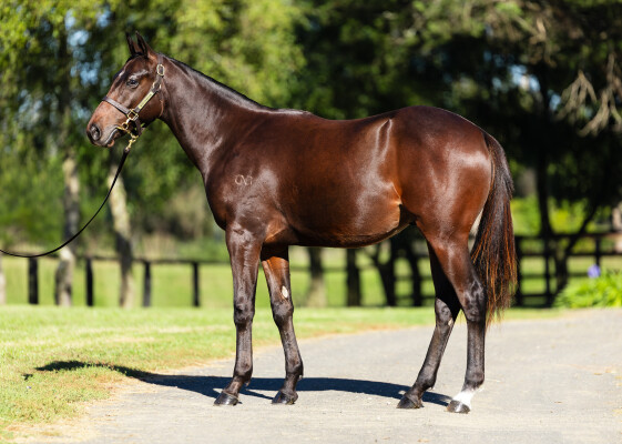 Lot 135: Victor Ludorum (GB) / Hydra