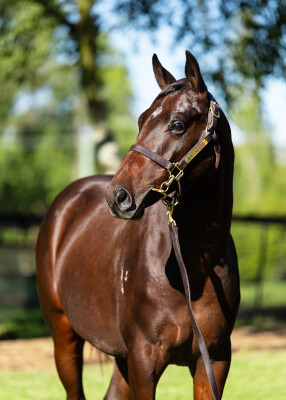 Lot 135: Victor Ludorum (GB) / Hydra