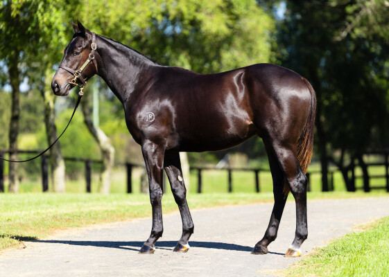 Lot 153: Zousain / Lady Percy