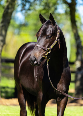 Lot 153: Zousain / Lady Percy