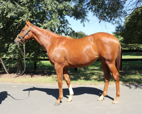 Lot 53: Yes Yes Yes / Without Exception