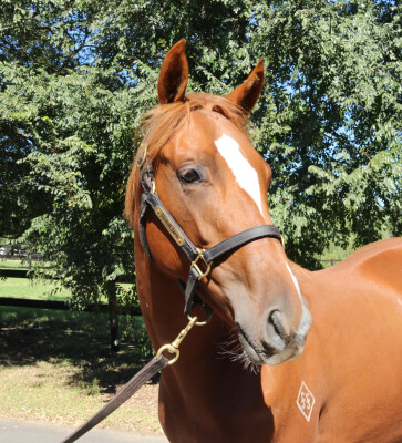 Lot 53: Yes Yes Yes / Without Exception