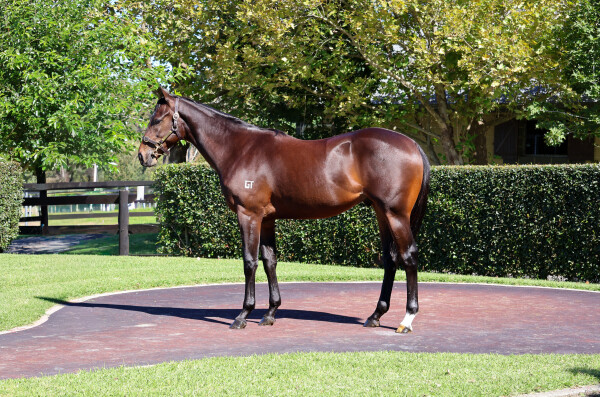 Lot 9: Hellbent / Shirazabeel (NZ)