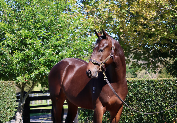 Lot 9: Hellbent / Shirazabeel (NZ)