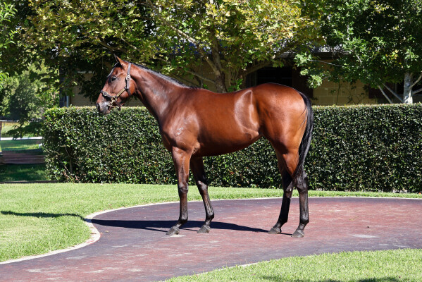 Lot 36: Acrobat / Topless (USA)