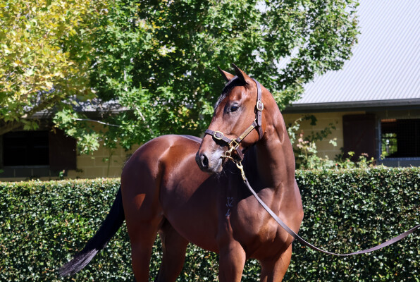 Lot 36: Acrobat / Topless (USA)