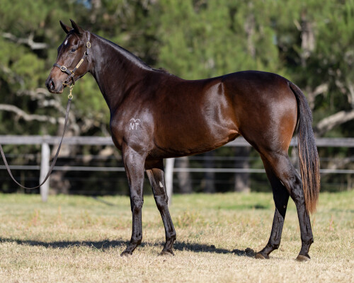 Lot 75: Acrobat / Becharm