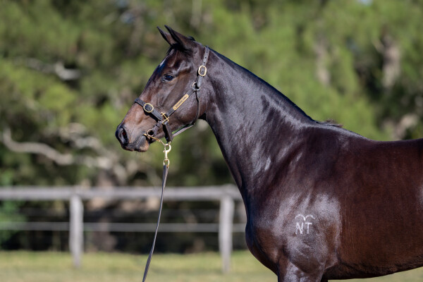 Lot 75: Acrobat / Becharm