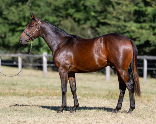 Lot 195: Tiger of Malay / Pleading