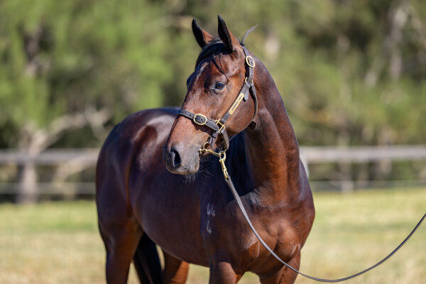 Lot 195: Tiger of Malay / Pleading