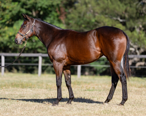 Lot 203: Acrobat / Proud and Loud