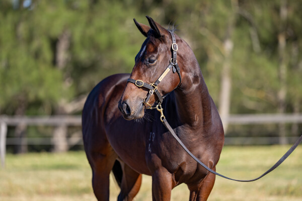 Lot 203: Acrobat / Proud and Loud