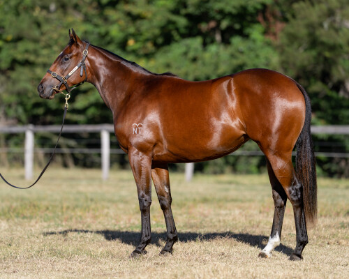 Lot 213: All Too Hard / Ruby la Rouge