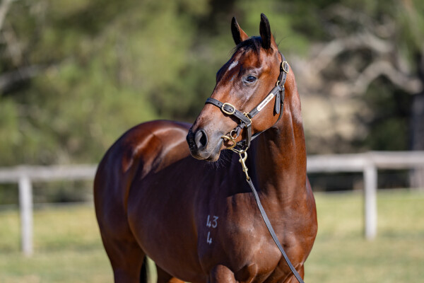 Lot 213: All Too Hard / Ruby la Rouge