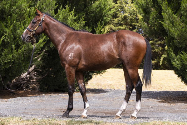 Lot 216: Blue Point (IRE) / Whatafox
