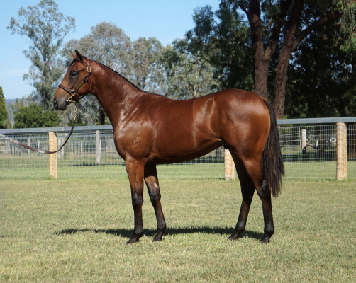 Lot 18: Zousain / So Refined