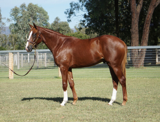 Lot 29: Admire Mars (JPN) / Sunflare