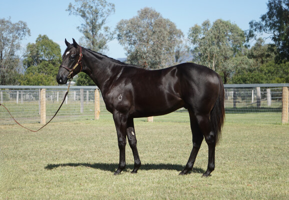 Lot 74: Astern / Beachley Belle (NZ)