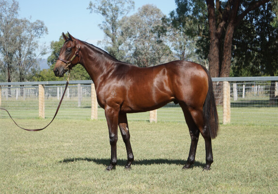 Lot 77: Pierata / Belfast Bella (FR)
