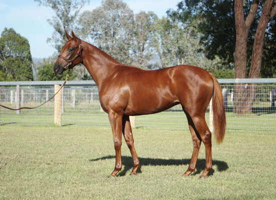 Lot 149: All Too Hard / Karata