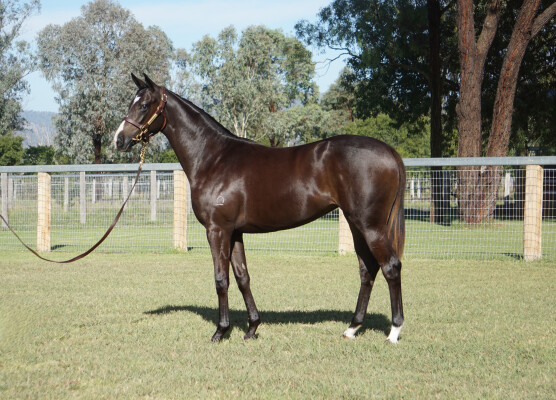 Lot 161: Castelvecchio / Lilac Venice