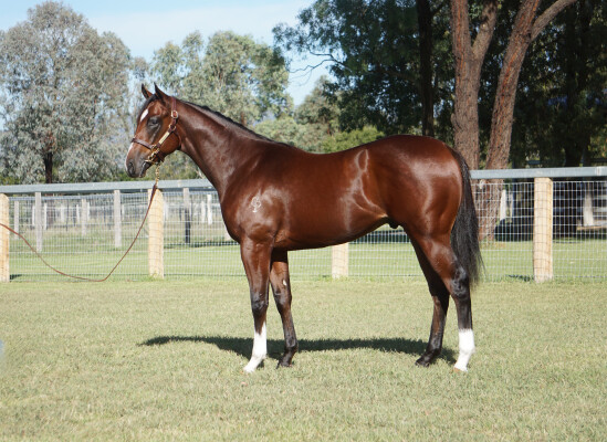 Lot 175: Armory (IRE) / Miss Tainui (NZ)