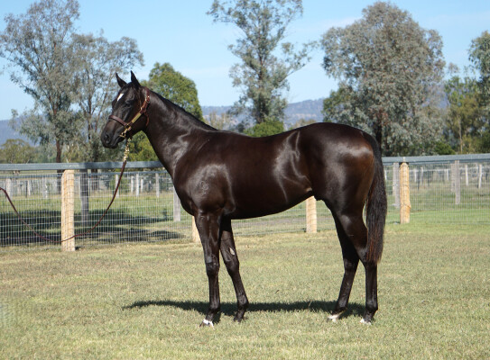 Lot 183: Alabama Express / Nautical