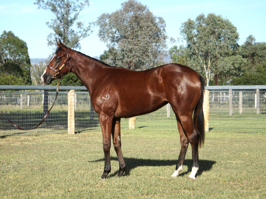 Lot 186: Jacquinot / Nobody's Puppet