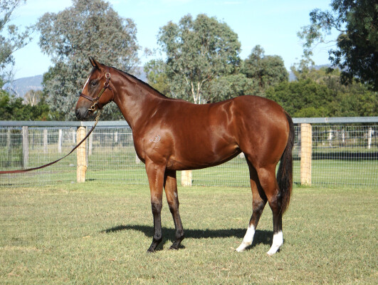 Lot 215: Extreme Warrior / Russian Ruby
