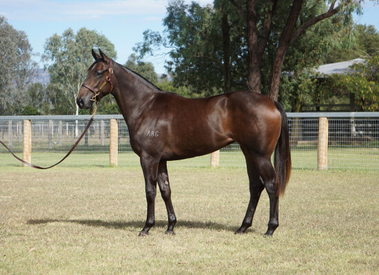 Lot 37: Artorius / Tot of Rum