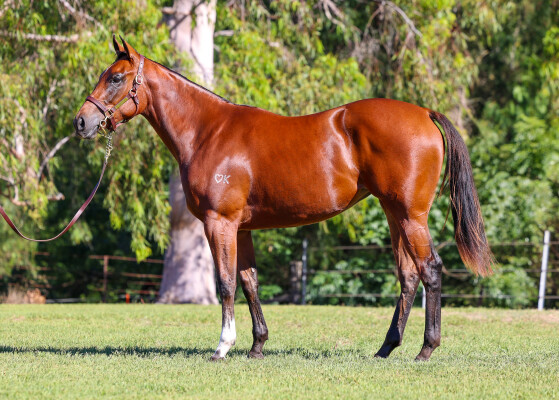 Lot 198: Tassort / Predestined