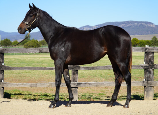 Lot 89: Kermadec (NZ) / Cat Woman