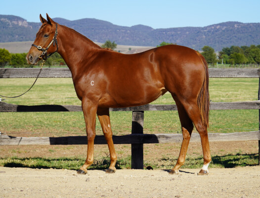 Lot 146: Yes Yes Yes / Jamilsk