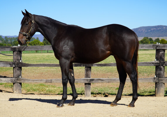 Lot 169: Acrobat / Maid of Lonhro