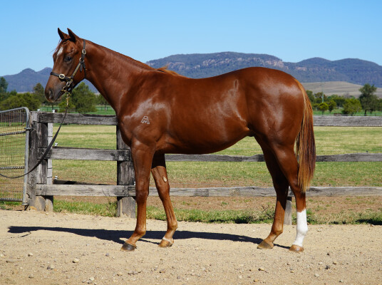Lot 177: Star Turn / Misty Dreams