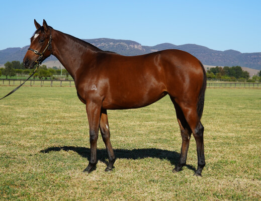 Lot 181: Admire Mars (JPN) / Moon Rose