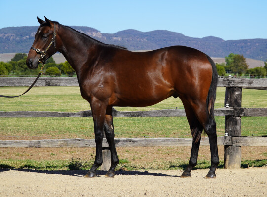 Lot 210: Victor Ludorum (GB) / Rhiannons Gold
