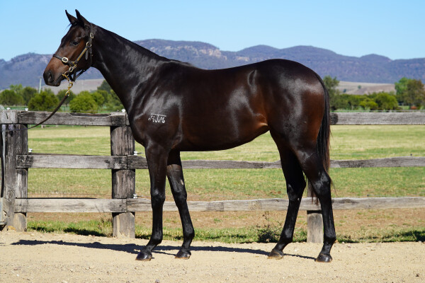 Lot 72: Tassort / Bacari (NZ)