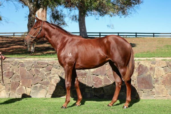 Lot 207: Profiteer / Red Heeler (NZ)