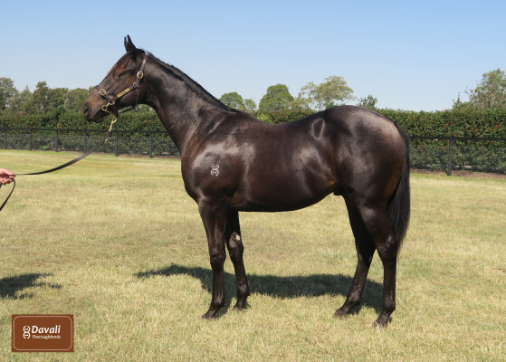 Lot 110: Wild Ruler / Crevettine