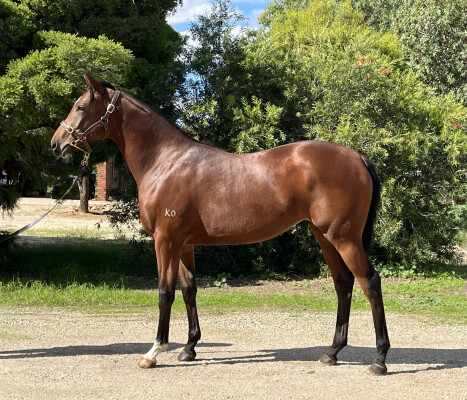Lot 138: Alabama Express / I'm Too Sexy