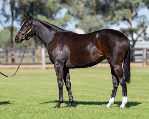 Lot 42: Brave Smash (JPN) / Usena