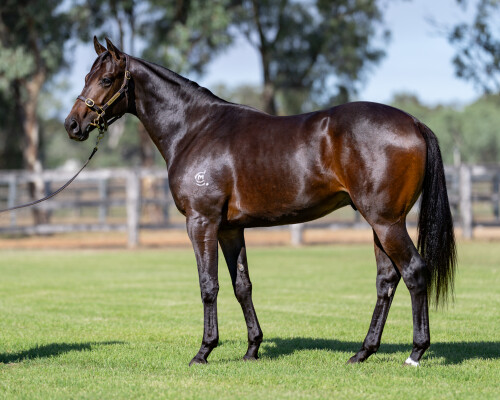 Lot 197: Written By / Precious Nemesis (NZ)