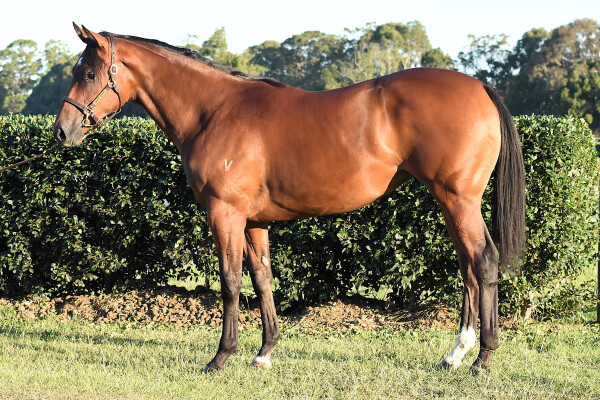 Lot 24: Star Turn / Spotty Socks