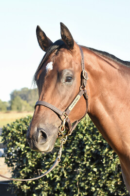 Lot 24: Star Turn / Spotty Socks
