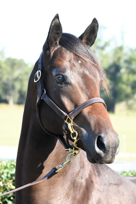 Lot 51: Russian Revolution / Why be Discreet