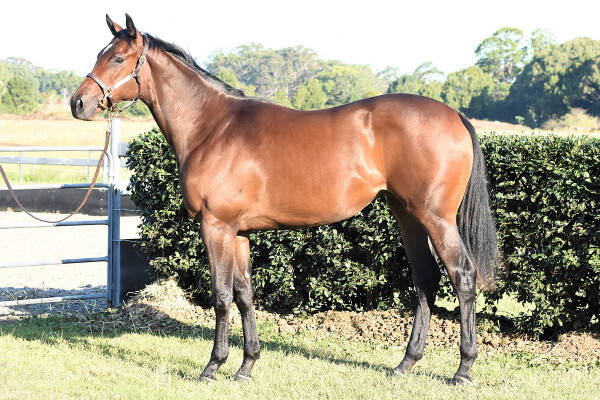Lot 168: Toronado (IRE) / Magrosso