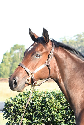 Lot 168: Toronado (IRE) / Magrosso